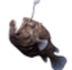 Anglerfish plan icon